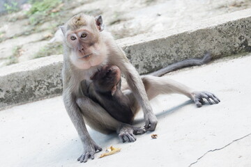 A long-tailed macaque mother holding her baby while eating a peeled banana. Close-up wildlife photography of a monkey with its infant in a natural environment