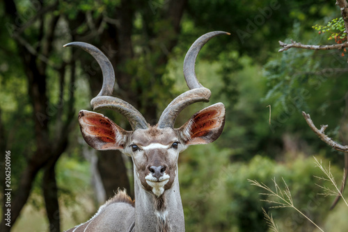 Foto Majestic Greater kudu horned male portrait in Greater Kruger national park, Sout