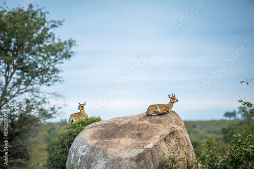 Klipspringer couple lying down on a rock boulder in Greater Kruger National park, South Africa ; Specie Oreotragus oreotragus family of Bovidae