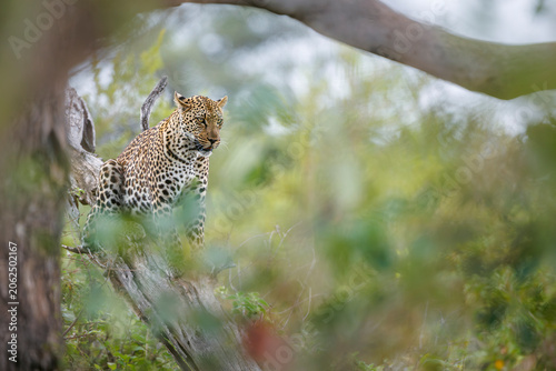 Leopard hiding in bush foreground in Greater Kruger National park, South Africa ; Specie Panthera pardus family of Felidae