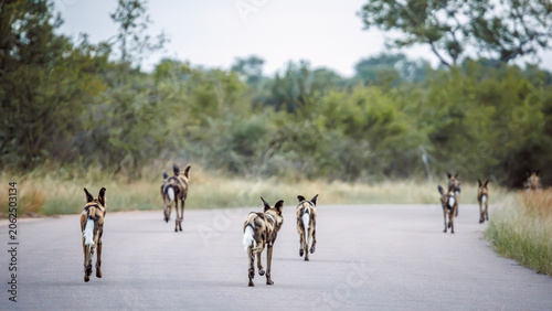 Foto Pack of African wild dogs running rear view on the road in Greater Kruger Nation