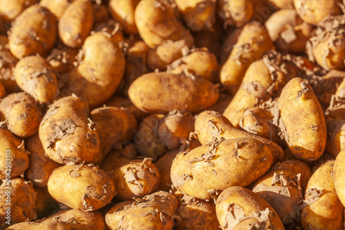 Frische Kartoffeln (Solanum tuberosum) an einem Marktstand zum Verkauf,  Deutschland