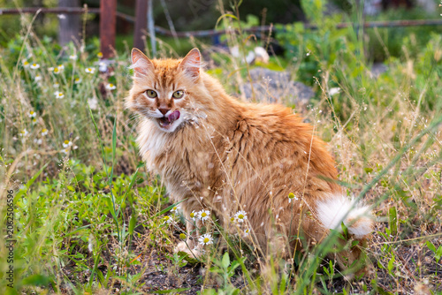 Fluffy ginger cat with green eyes licking its nose in tall grass