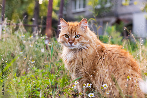Fluffy ginger cat sits peacefully in a field of wildflowers on a sunny day