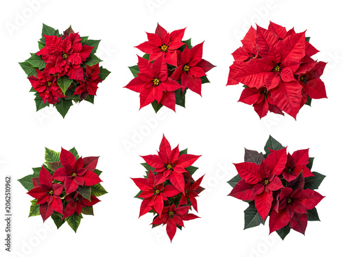 Obraz na plátně A vibrant collection of red poinsettia plants, showcasing rich crimson bracts and lush green leaves from above
