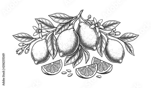 Cuadro en lienzo Vintage lemon botanical vector illustration with citrus slices blossoms and seed