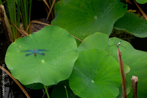 dragonfly and lotus leaves