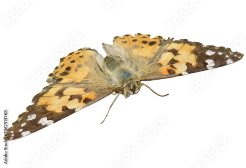 Painted lady butterfly isolated on white. Vanessa cardui