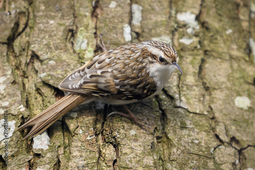 Eurasian treecreeper (Certhia familiaris)