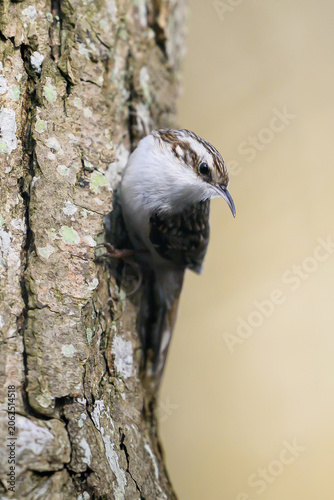 Eurasian treecreeper (Certhia familiaris)