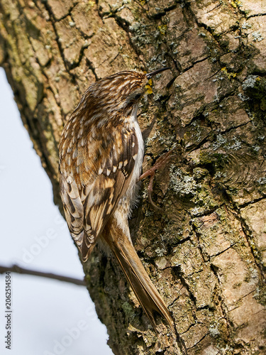 Eurasian treecreeper (Certhia familiaris)
