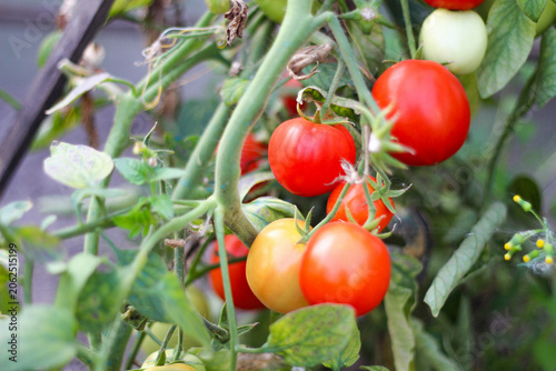 Ripe red tomatoes are hanging on green branches.