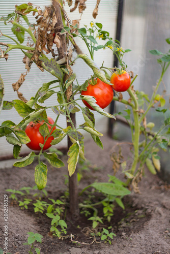Ripe red tomatoes on branches with dry leaves