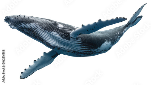 Quadro su tela Humpback whale swimming with pectoral fins extended