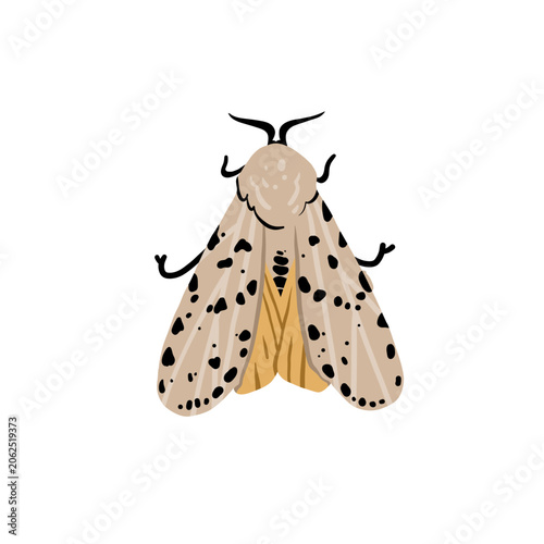 Hand drawn abstract vector clipart illustration collection with butterfly and moth illustration design concept. Nature butterfly vector design decoration.Beautiful graphic butterfly background wings.