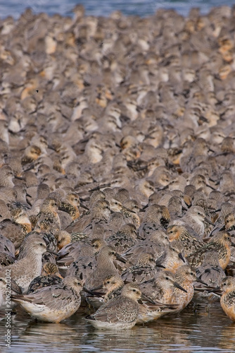 Foto A flock of winter-plumager Red Knot (Calidris canutus) roosting at RSPB Snettisham, Norfolk, UK