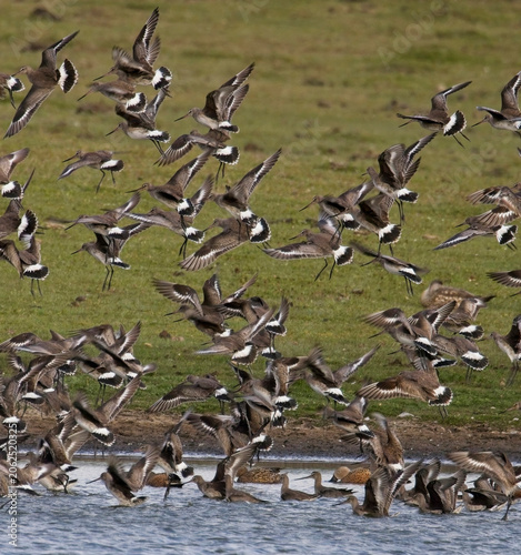 Flock of Hudsonian Godwits in flight, Argentina.
