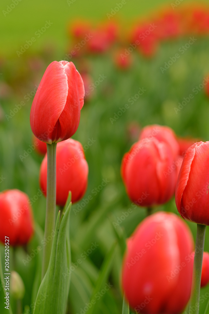 Obraz premium Close-up view of vibrant red tulips blooming in a lush green field, highlighting the soft petals and surrounding green foliage