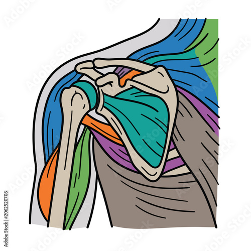 Anatomical illustration of the human shoulder joint and muscles