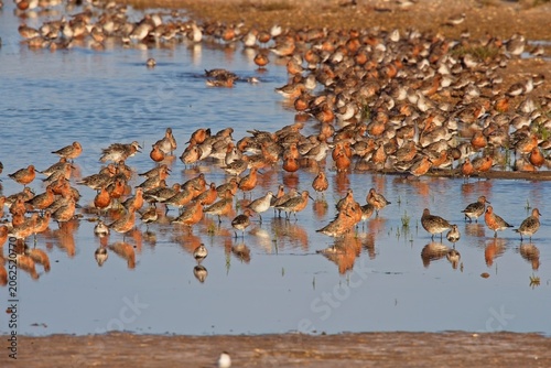 A flock of summer-plumagred Red Knot (Calidris canutus) roosting near Faro, Portugal.
