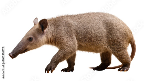 Fényképezés Giant Anteater walking on white
