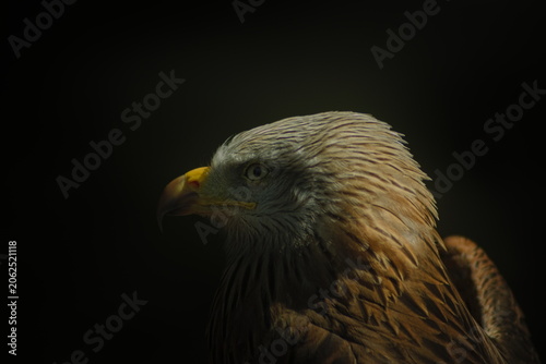 Red kite, Milvus milvus, eagle in Cabarceno Natural Park