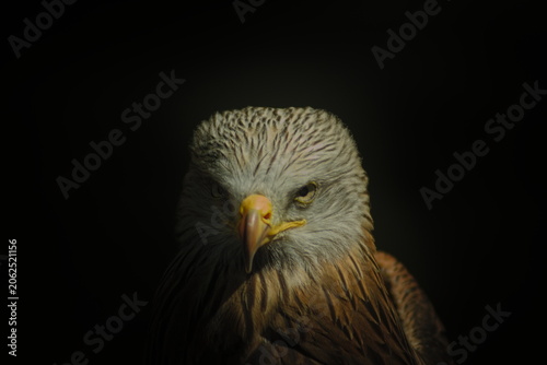 Red kite, Milvus milvus, eagle in Cabarceno Natural Park