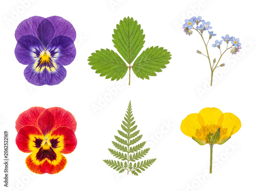 Pressed botanical collection with colorful pansies, green leaves, forget-me-nots, fern, and buttercup bloom.