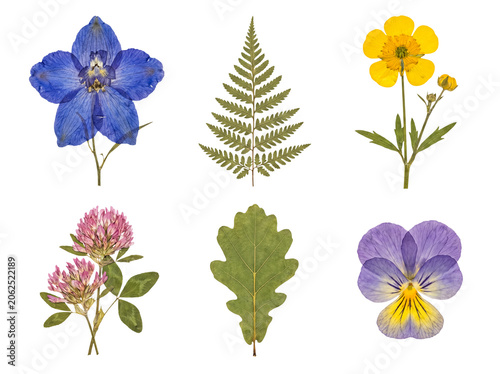 Collection of six realistic pressed flowers and leaves: delphinium, fern, buttercup, clover, oak, and pansy.