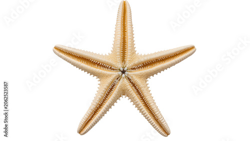Slika na platnu Creamy beige starfish with spiny texture and five arms