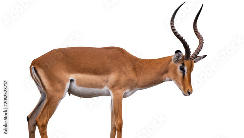 Tableau sur toile Male Impala Antelope with Curved Horns Standing