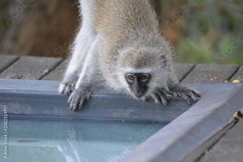 Fotografie vervet drinking