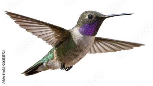 Fényképezés Hummingbird with iridescent purple throat and green body in flight