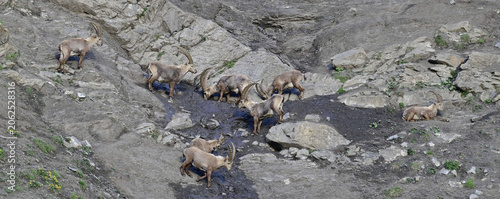 Fényképezés Steinwild am Salz