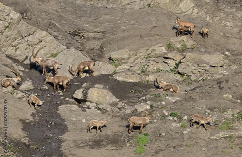 Gams und Steinbock