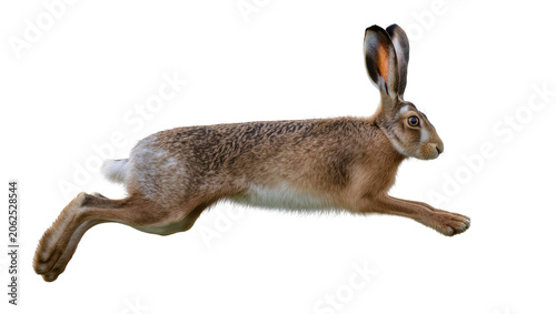 Brown hare running with long ears and white tail