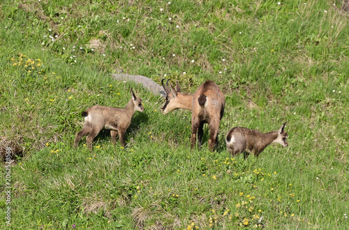 Gams mit Jungtieren