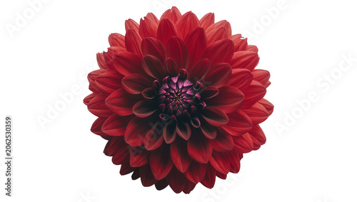 Obraz na plátně Deep red dahlia flower with dark purple center