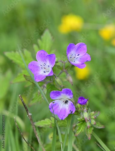 Storchenschnabel