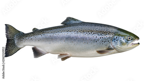 Tablou pe pânză Whole Atlantic Salmon Fish Side View