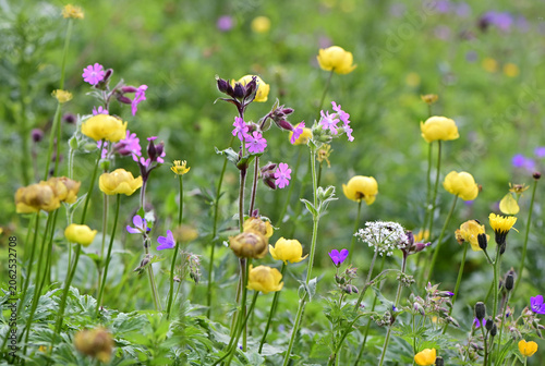 Wildblumen