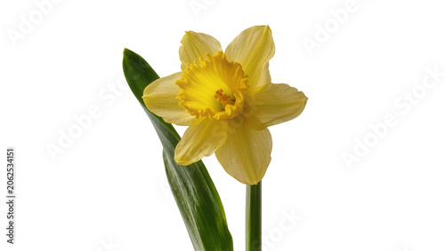Bild auf Leinwand Yellow daffodil flower with green leaf