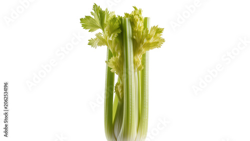 Fresh green celery stalks with leaves on white