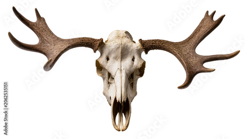 Foto Moose skull with large antlers, detailed bone and horn texture