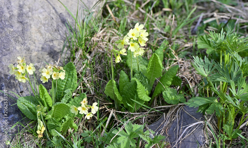 Schlüsselblumen