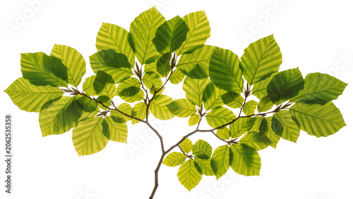 Green beech tree branch with leaves