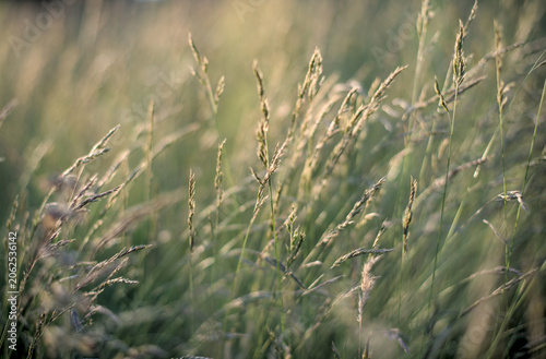 Green juicy grass on a wild field