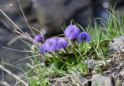 Kugelblumen am Berg