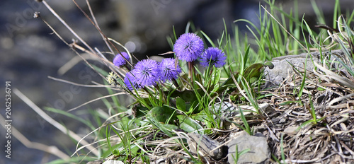 Kugelblumen am Berg