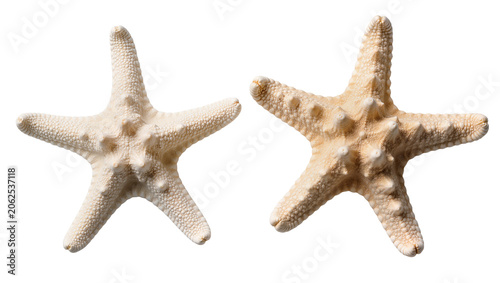 Obraz na plátne Two textured starfish one white one beige, facing each other